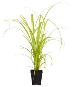 Zypersegge - Scheinzypergras-Segge -Gartenbedarf Verkäufe 2024 8310849 WE FS 001 TraenenseggeCarexPseudocyperusT9DehnerExpressZS