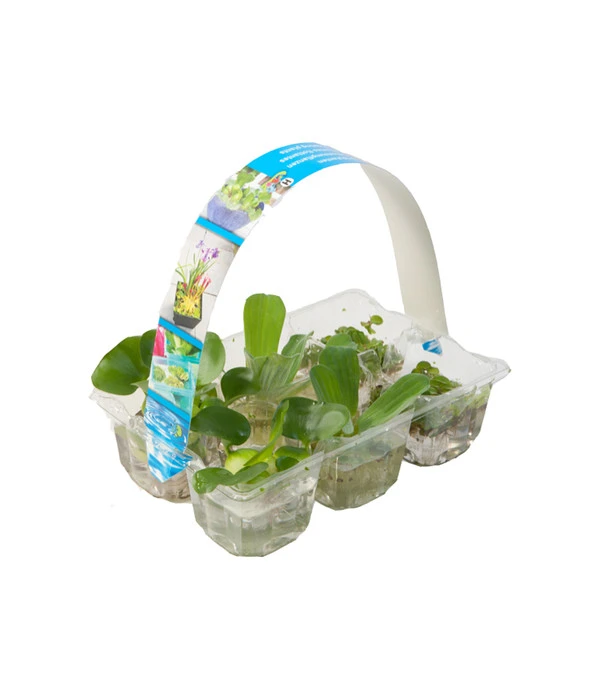 Dehner Schwimmpflanzen-Mix, 6er Pack 3 Dehner Schwimmpflanzen-Mix, 6er Pack