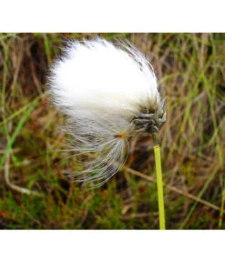 Schmalblättriges Wollgras -Gartenbedarf Verkäufe 2024 8311383 BildFS 001 SchmalblaettrigesWollgrasEriophorumAngustifolium