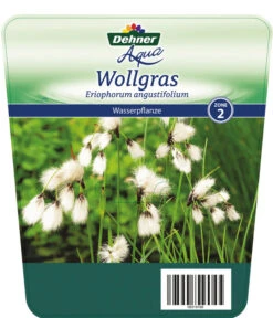 Schmalblättriges Wollgras -Gartenbedarf Verkäufe 2024 8311383 Wollgras Etikett 1