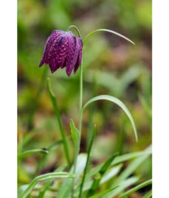 Schachbrettblume - Kibitzei -Gartenbedarf Verkäufe 2024 8311722 WE MO 001 FritillariaMeleagrisSchachbrettblumeLucknerMai2015