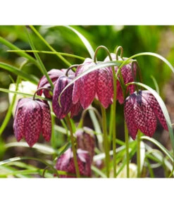 Schachbrettblume - Kibitzei -Gartenbedarf Verkäufe 2024 8311722 WE MO 001 SchachbrettblumeFrittilariaPixabay