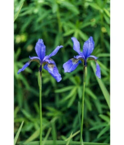 Wasserschwertlilie - Japanische Sumpf-Schwertlilie 6 Wasserschwertlilie - Japanische Sumpf-Schwertlilie -Gartenbedarf Verkäufe 2024 8312100 PR MO 001 IrisSchwertlilieLucknerJuni2015