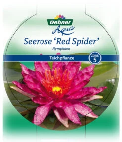 Dehner Seerose 'Red Spider' -Gartenbedarf Verkäufe 2024 8315939 Seerose Red Spider Etikett 1 NEU