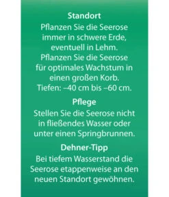 Dehner Seerose 'Red Spider' -Gartenbedarf Verkäufe 2024 8315939 Seerose Red Spider Etikett 2