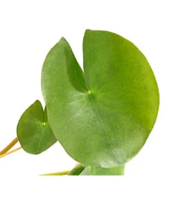 Dehner Seerose 'Red Spider' -Gartenbedarf Verkäufe 2024 8315939 WE DE 001 SeeroseGezackteBluetenblaetterNymphaeaHybrideT14DehnerExpressHerzig