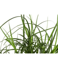 Westfälische Segge 7 Westfälische Segge -Gartenbedarf Verkäufe 2024 8316218 WE DE 001 CarexdivulsaSeggeT7