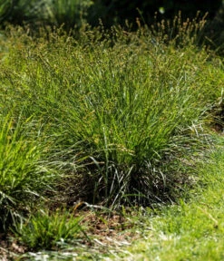 Westfälische Segge 6 Westfälische Segge -Gartenbedarf Verkäufe 2024 8316218 WE MO 001 CarexDivulsaWestfaelischeSeggeT7