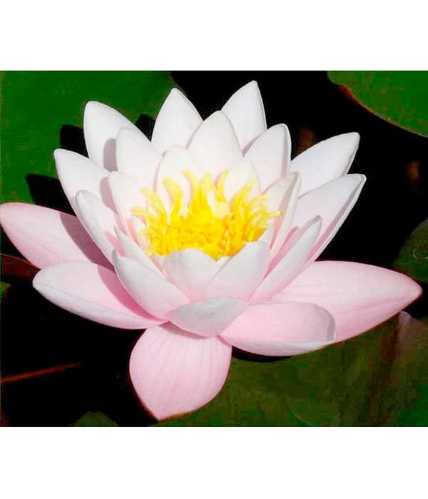 Dehner Seerose 'Hollandia' 3 Dehner Seerose 'Hollandia'