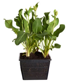 Eidechsenschwanz 6 Eidechsenschwanz -Gartenbedarf Verkäufe 2024 8319139 WE FS 001 EidechsenschwanzAnemopsisCalifornicaT18DehnerExpressZS