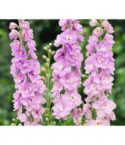 Rittersporn, Verschiedene Farben 17 Rittersporn, Verschiedene Farben -Gartenbedarf Verkäufe 2024 8352759 WE FS 003 RitterspornDelphiniumHybrideRosa