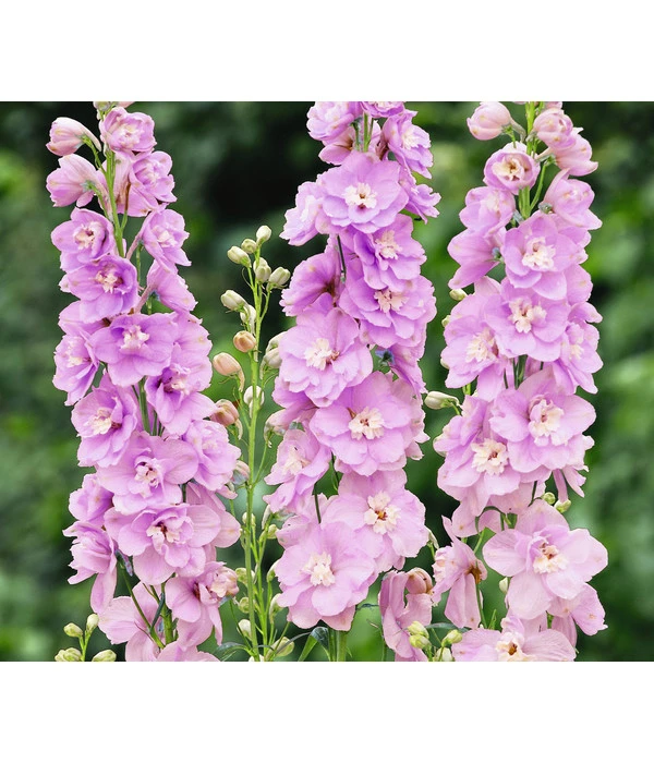 Rittersporn, Verschiedene Farben 5 Rittersporn, Verschiedene Farben – Bild 3