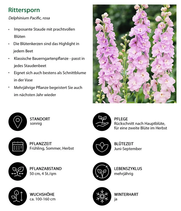 Rittersporn, Verschiedene Farben 14 Rittersporn, Verschiedene Farben – Bild 12