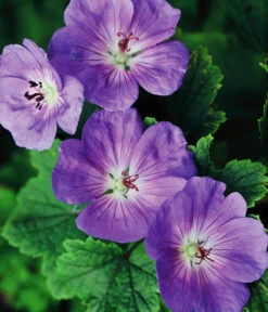 Storchschnabel 'Rozanne®' -Gartenbedarf Verkäufe 2024 8361115 WE FS 005 StorchschnabelRozanneGeraniumRozanne