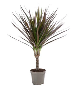 Zimmerpflanzen-Set Drachenhöhle, 4-teilig -Gartenbedarf Verkäufe 2024 8400103 WE FS 001 DracaenaMarginataMagenta1erTuffT11