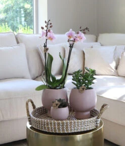 Pflanzen-Arrangement Scandic Nude, 7-teilig -Gartenbedarf Verkäufe 2024 8400772 WE MO 001 PflanzensetScandicNude