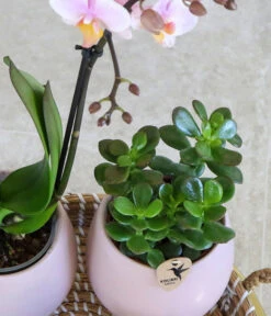 Pflanzen-Arrangement Scandic Nude, 7-teilig -Gartenbedarf Verkäufe 2024 8400772 WE MO 002 PflanzensetScandicNude