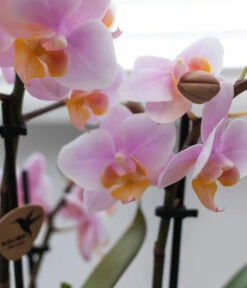 Pflanzen-Arrangement Scandic Rosé, 4-teilig -Gartenbedarf Verkäufe 2024 8401226 WE DE 001 PflanzensetScandicRosa