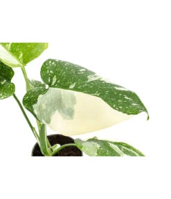 Fensterblatt - Monstera Deliciosa 'Thai Constellation', Panaschiert -Gartenbedarf Verkäufe 2024 8402034 WE DE 001 MonsteraThaiConstellationT6