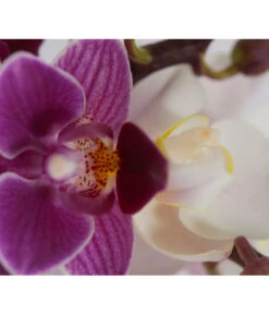 Midi Schmetterlingsorchideen-Duo - Phalaenopsis Cultivars -Gartenbedarf Verkäufe 2024 8404543 PR DE 001 Phalaenopsis34TrieberTwinSchmetterlingsorchideeDehnerExpressZS