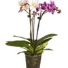 Midi Schmetterlingsorchideen-Duo - Phalaenopsis Cultivars -Gartenbedarf Verkäufe 2024 8404543 PR FS 001 Phalaenopsis34TrieberTwinSchmetterlingsorchideeDehnerExpressZS