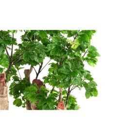 Fiederaralie - Polyscias Roble, Hydrokultur -Gartenbedarf Verkäufe 2024 8416539 WE DE 001 PolysciasRobleFiederaralienHydroT18