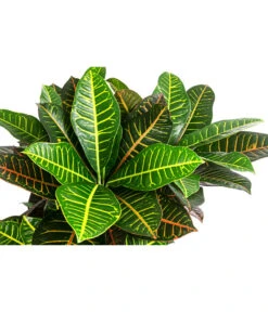 Wunderstrauch - Codiaeum Variegatum 'Petra', Hydrokultur -Gartenbedarf Verkäufe 2024 8416620 WE DE 001 CodiaeumPetraVerzKrotonHydroT22