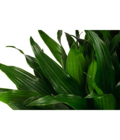 Drachenbaum - Dracaena Fragrans 'Green Jewel', Hydrokultur -Gartenbedarf Verkäufe 2024 8416778 WE DE 001 DracaenaFragransGreenJewelHydroT18