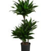 Drachenbaum - Dracaena Fragrans 'Green Jewel', Hydrokultur 2 Drachenbaum - Dracaena Fragrans 'Green Jewel', Hydrokultur -Gartenbedarf Verkäufe 2024 8416778 WE FS 001 DracaenaFragransGreenJewelHydroT18