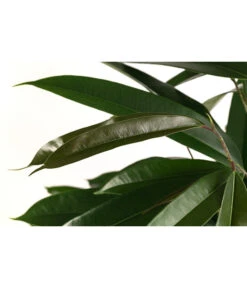 Birkenfeige - Ficus Binnendijkii 'Amstel King', Hydrokultur -Gartenbedarf Verkäufe 2024 8416794 WE DE 001 FicusBinnendijkiiAmstelKingHydroT18