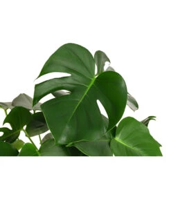 Fensterblatt - Monstera Deliciosa, Hydrokultur -Gartenbedarf Verkäufe 2024 8416802 WE DE 001 MonsteraDeliciosa2erHydroT18 19FensterblattDehnerExpressHerzig