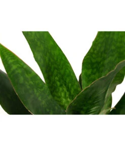 Bogenhanf - Sansevieria Trifasciata 'Jade', Hydrokultur 6 Bogenhanf - Sansevieria Trifasciata 'Jade', Hydrokultur -Gartenbedarf Verkäufe 2024 8416828 WE DE 001 SansevieriaTrifasciataJadeTuffHydroT18 19BogenhanfDehnerExpressHerzig