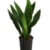 Bogenhanf - Sansevieria Trifasciata 'Jade', Hydrokultur -Gartenbedarf Verkäufe 2024 8416828 WE FS 001 SansevieriaTrifasciataJadeTuffHydroT18 19BogenhanfDehnerExpressHerzig