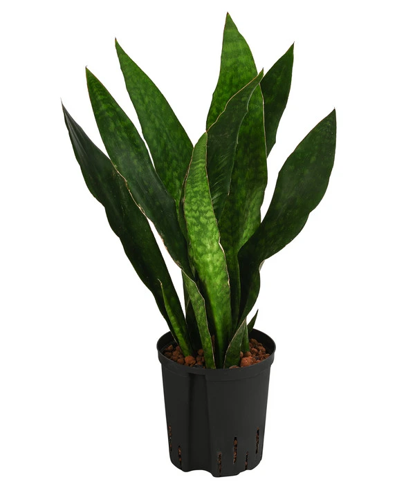 Bogenhanf - Sansevieria Trifasciata 'Jade', Hydrokultur 3 Bogenhanf - Sansevieria Trifasciata 'Jade', Hydrokultur