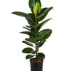 Gummibaum - Ficus Elastica 'Robusta', Hydrokultur -Gartenbedarf Verkäufe 2024 8416885 WE FS 001 FicusElasticaRobustaHydroT18 19GummibaumDehnerExpressHerzig