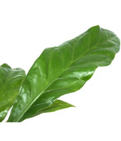 Blattanthurie - Anthurium Ellipticum 'Jungle King', Hydrokultur -Gartenbedarf Verkäufe 2024 8425381 WE DE 001 AnthuriumJunglebush1519H50