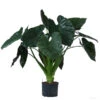 Pfeilblatt - Alocasia 'Wentii', Hydrokultur -Gartenbedarf Verkäufe 2024 8425662 WE FS 001 AlocasiaWentii25 19H100