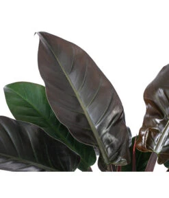 Baumfreund - Philodendron 'Imperial Red', Hydrokultur -Gartenbedarf Verkäufe 2024 8425696 WE DE 001 PHILODENDRONIMPERIALRED