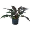 Baumfreund - Philodendron 'Imperial Red', Hydrokultur -Gartenbedarf Verkäufe 2024 8425696 WE FS 001 PHILODENDRONIMPERIALRED