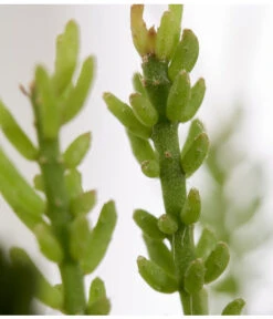 Korallenkaktus - Rhipsalis Mesembryanthoides -Gartenbedarf Verkäufe 2024 8466997 PR DE 001 RhipsalisMesembryanthoidesT10DehnerExpressZS