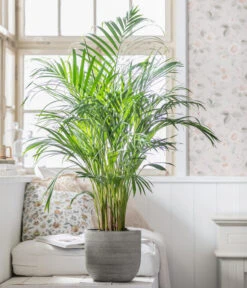 Goldfruchtpalme - Dypsis Lutescens, In Keramik, Ca. 90-100 Cm -Gartenbedarf Verkäufe 2024 8478059 WE MO 001 DypsisPflanzeDesMonats