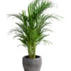 Goldfruchtpalme - Dypsis Lutescens, In Keramik -Gartenbedarf Verkäufe 2024 8478539 WE FS 001 GoldfruchtpalmeinKeramikT19