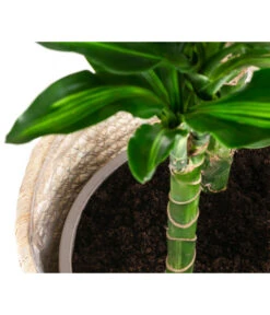 Drachenbaum - Dracaena Fragrans 'Cintho', In Seegras-Korb Phil -Gartenbedarf Verkäufe 2024 8478703 WE DE 002 DracaenaCinthoT21imKorbPhil gruen natur