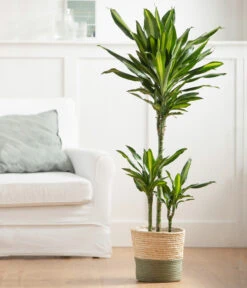 Drachenbaum - Dracaena Fragrans 'Cintho', In Seegras-Korb Phil -Gartenbedarf Verkäufe 2024 8478703 WE MO 003 DracaenaCinthoT21