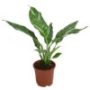 Einblatt - Spathiphyllum 'Diamond' -Gartenbedarf Verkäufe 2024 8486144 WE FS 002 SpathiphyllumDiamondT15