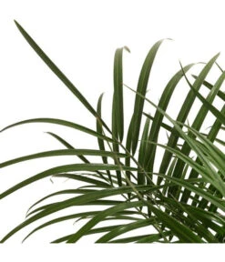 Zwergdattelpalme - Phoenix Roebelenii -Gartenbedarf Verkäufe 2024 8501470 WE DE 001 PhoenixRoebeliniT20 Zwergdattelpalme DehnerExpressHerzig