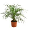 Zwergdattelpalme - Phoenix Roebelenii -Gartenbedarf Verkäufe 2024 8501470 WE FS 002 PhoenixRoebeliniT20 Zwergdattelpalme DehnerExpressHerzig