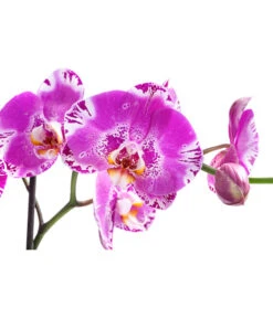 Schmetterlingsorchidee - Phalaenopsis Cultivars 'Victorio' -Gartenbedarf Verkäufe 2024 8503724 WE DE 001 PhalaenopsisVictorioZweitriebigMixT15