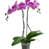 Schmetterlingsorchidee - Phalaenopsis Cultivars 'Victorio' -Gartenbedarf Verkäufe 2024 8503724 WE FS 001 PhalaenopsisVictorioZweitriebigMixT15