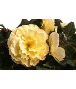 Hängebegonie 'Champagner' -Gartenbedarf Verkäufe 2024 8504383 WE DE 001 HaengebegonieChampagnerT23